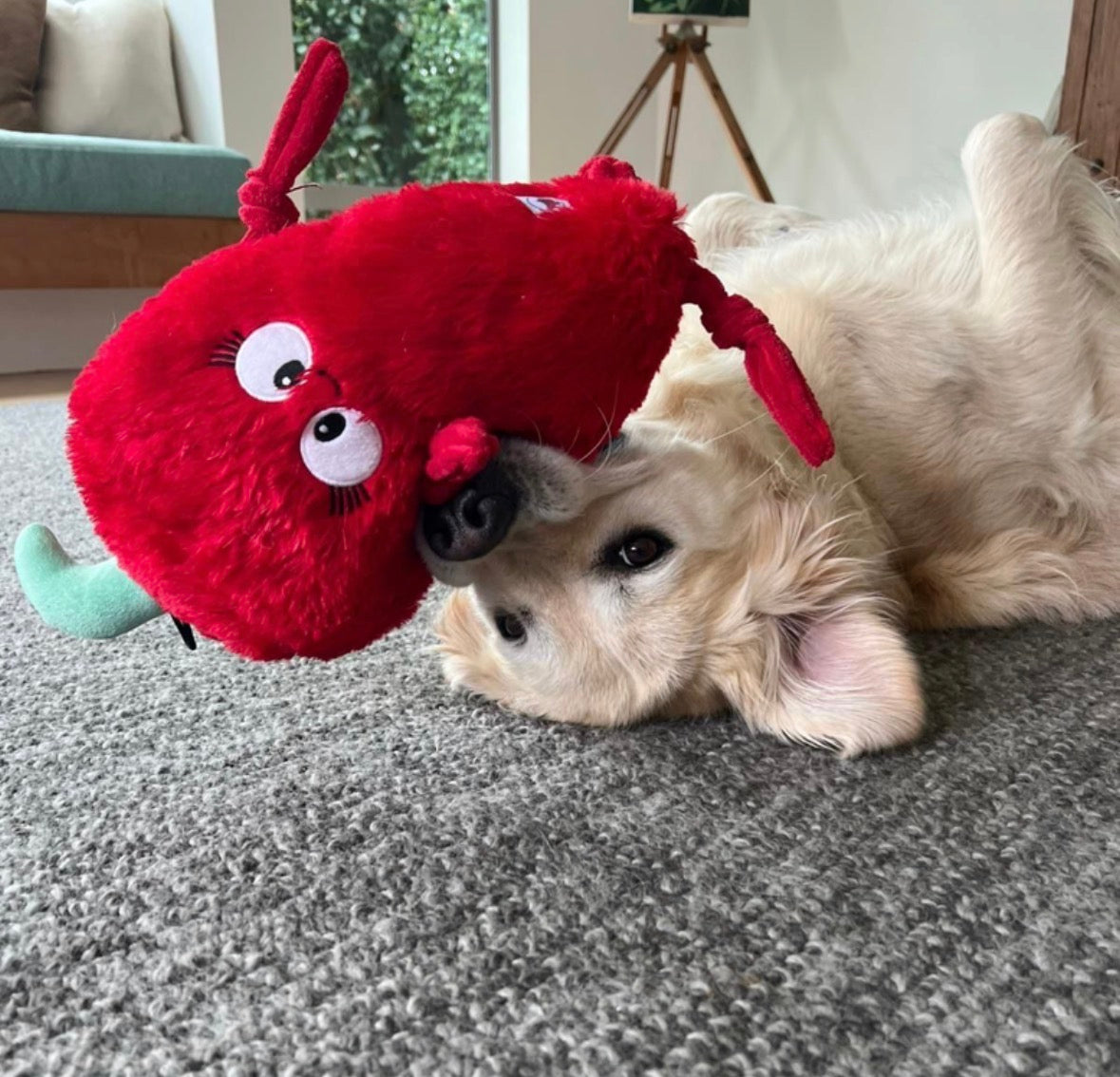 Spicy Chilli ™ Eco-Friendly Plush Dog Toy | Tug