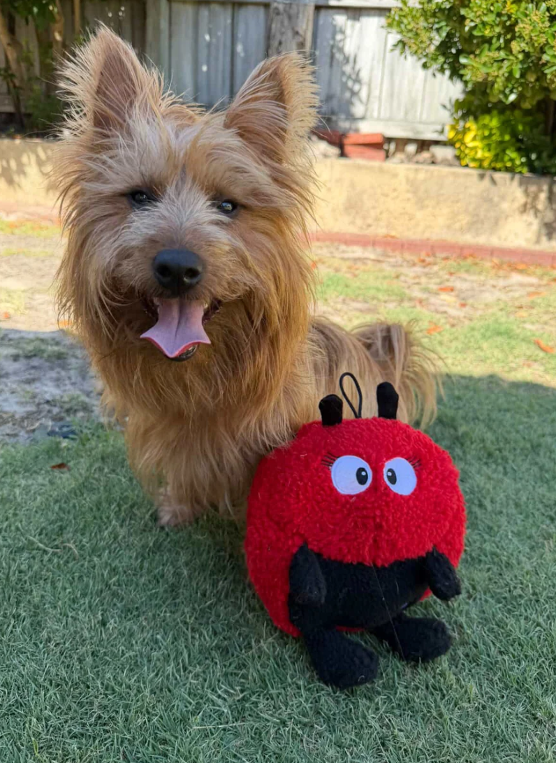 Larry Ladybug™ Eco-Friendly Plush Dog Toy